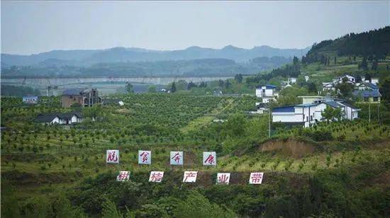 冬日利光暖意浓_柑橘