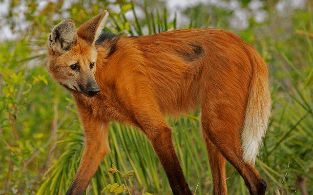 国外惊现狼马杂交物种不知道吃草还是吃肉