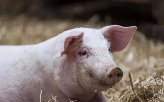 那表明你的猪已经有问题了_母猪