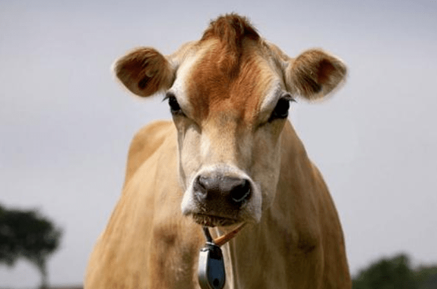 医生说要多喝牛奶这款娟姗牛乳你不能错过