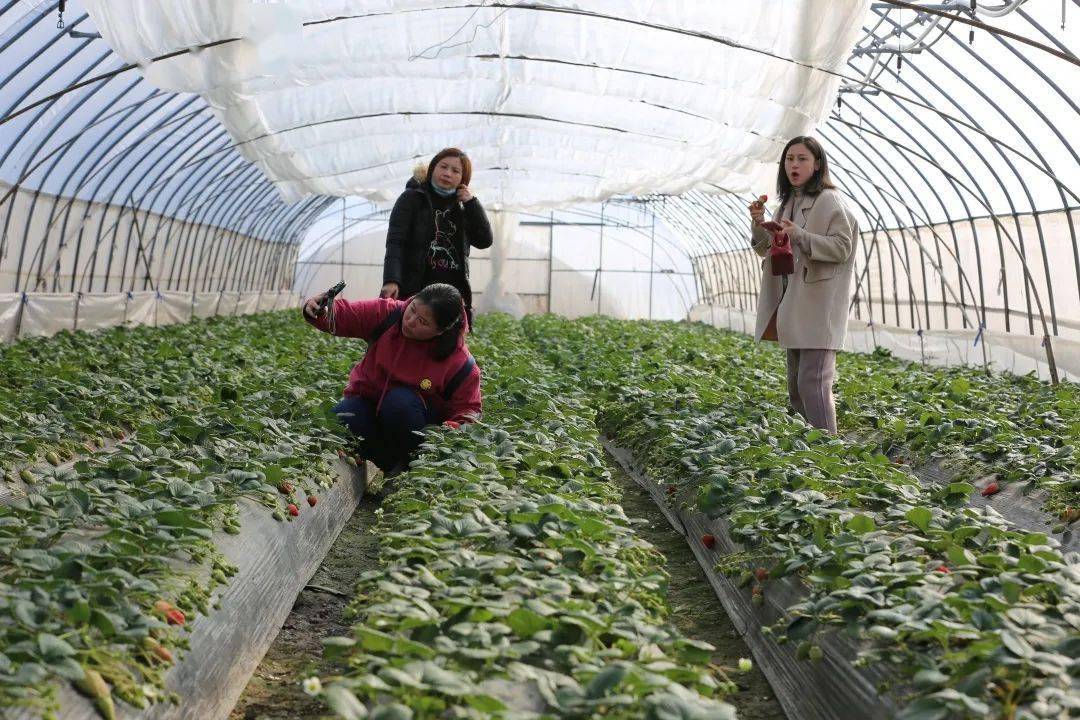 曹小路探曹路 | 天气回暖,不如去摘草莓