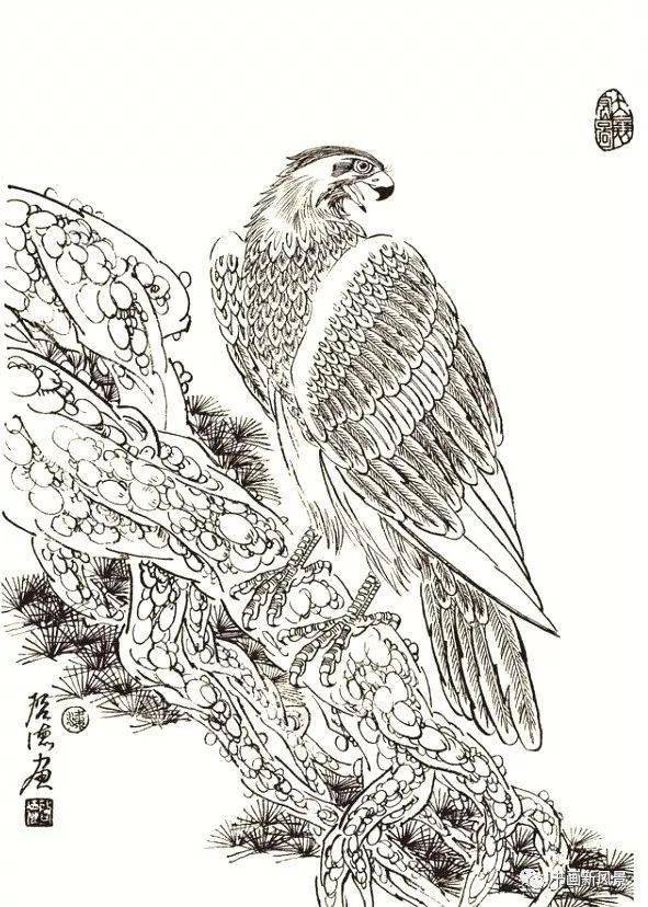 "鹰"姿勃发——鹰谱分享