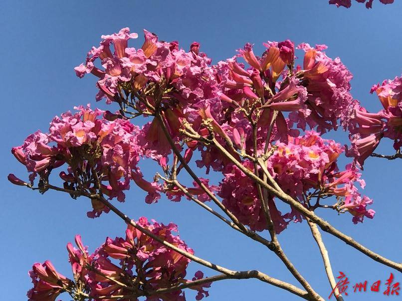 滿樹紫紅色樣子像風鈴紫花風鈴木廣州首開花