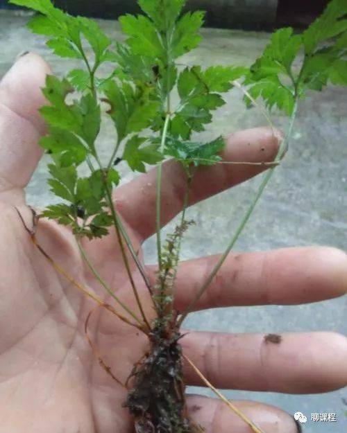 二,黄连的主要用途 黄连的根状茎是著名中药"黄连",根据资料其主要