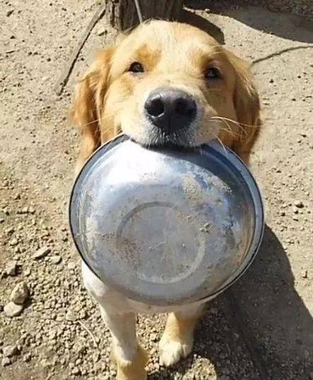 金毛被人从狗肉市场买回来嘴里一直叼着一碗盆真相让人心酸
