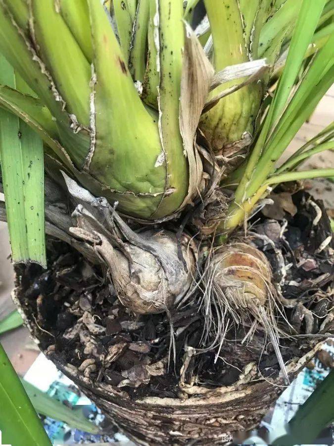 2021年兰花第一次换盆以及经验交流_球茎