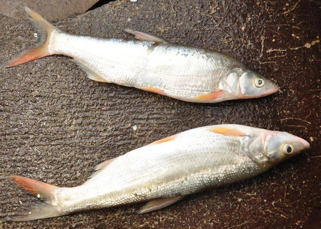 寻鲜长荡湖丨养生滋补,鲜嫩红尾_旅游