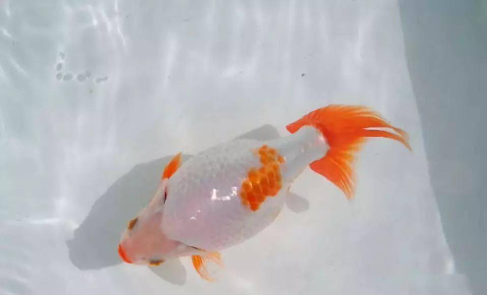 品鉴| 这鱼要求尖头圆肚,光背短尾,头部不允许出现红色!_南京