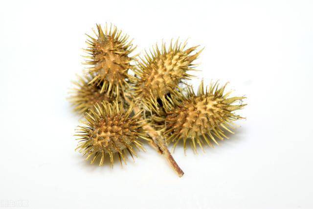 乡间遍地生长的苍耳农村新娘恨死它了竟然还能这么用