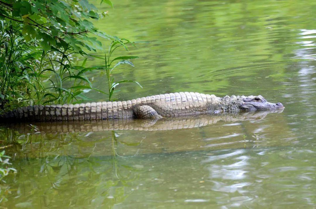 爬行类的活化石扬子鳄