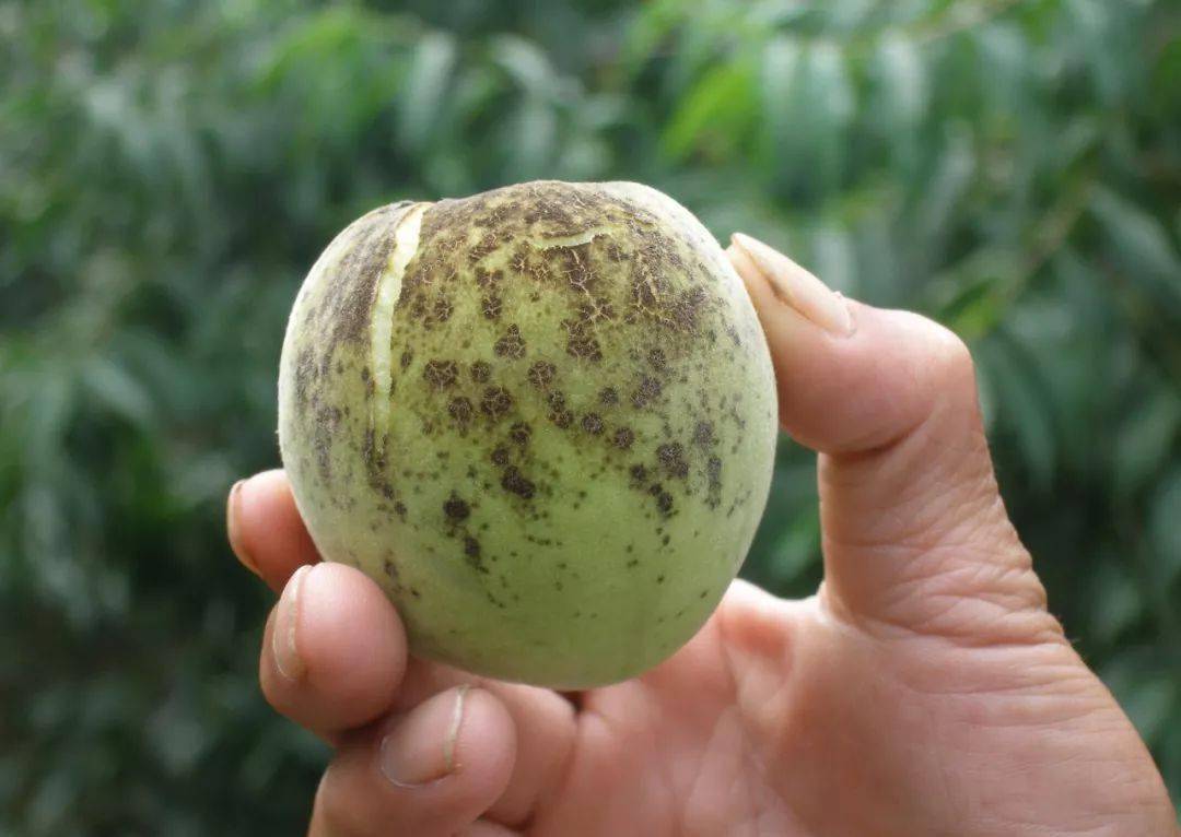 疮痂病05除花芽露红期的清园外,谢花后的用药也关键.