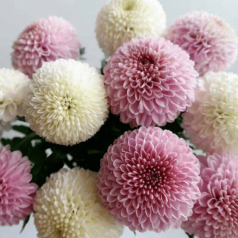 五颜六色的乒乓球在家种一盆圆圆滚滚非常可爱