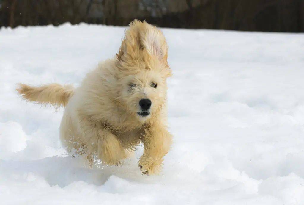 如何让你家狗子顺利过冬?_狗狗