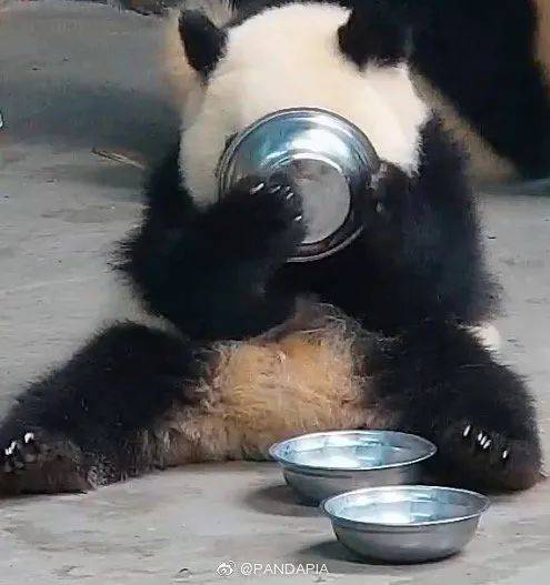 职业气氛组大师,才不是托儿呢!_熊猫基地