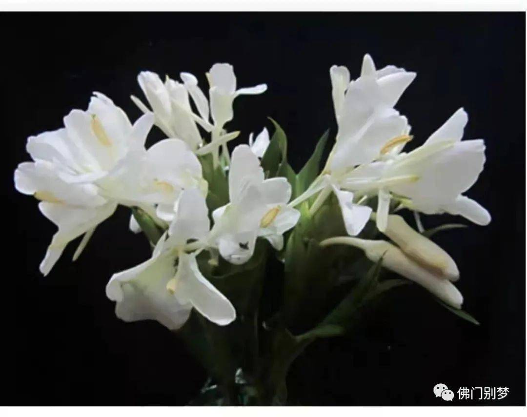 曹宝麟晏庐说文沈括梦溪笔谈节三丨杜若丨辩证