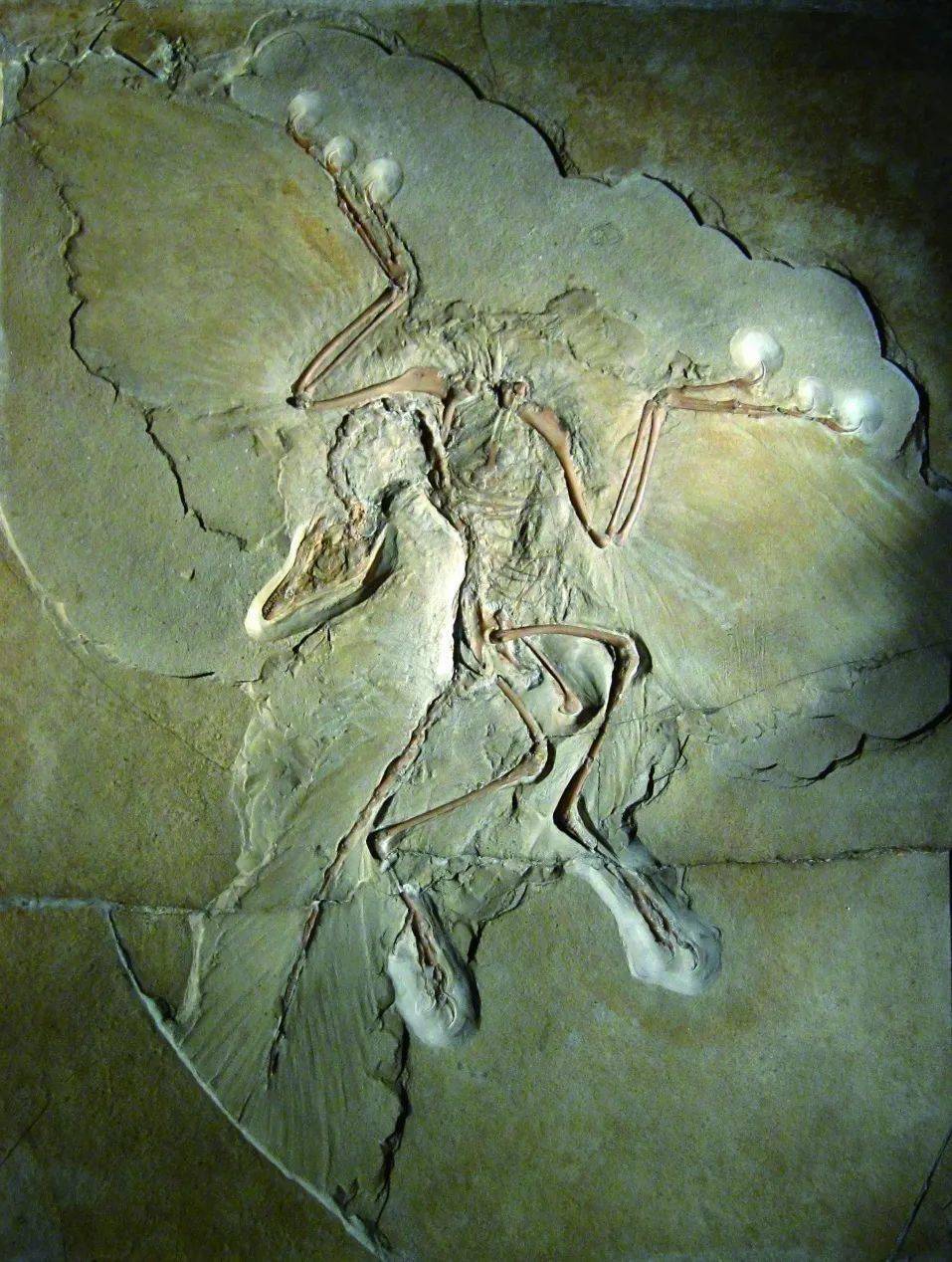 鸟儿是内温动物,羽毛可以帮它们保持体温恒定,但羽毛挡住了皮肤,不