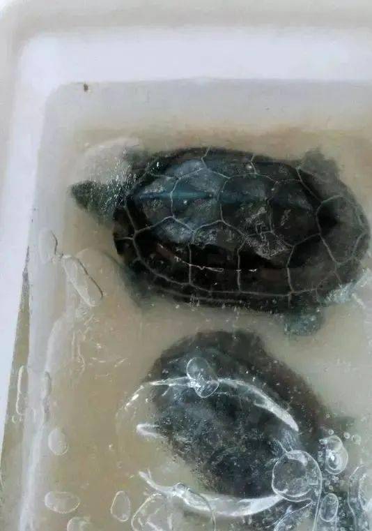 大冬天的龟被冻成冰棍了要怎么处理