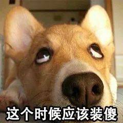 當普通狗狗看到警犬時，會覺得是警察來了嗎？ 萌趣萌寵 第7张