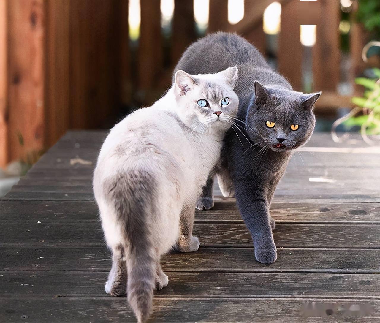 叠叠猫叠叠猫