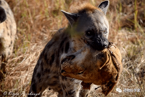 非洲人的宠物狗—鬣狗