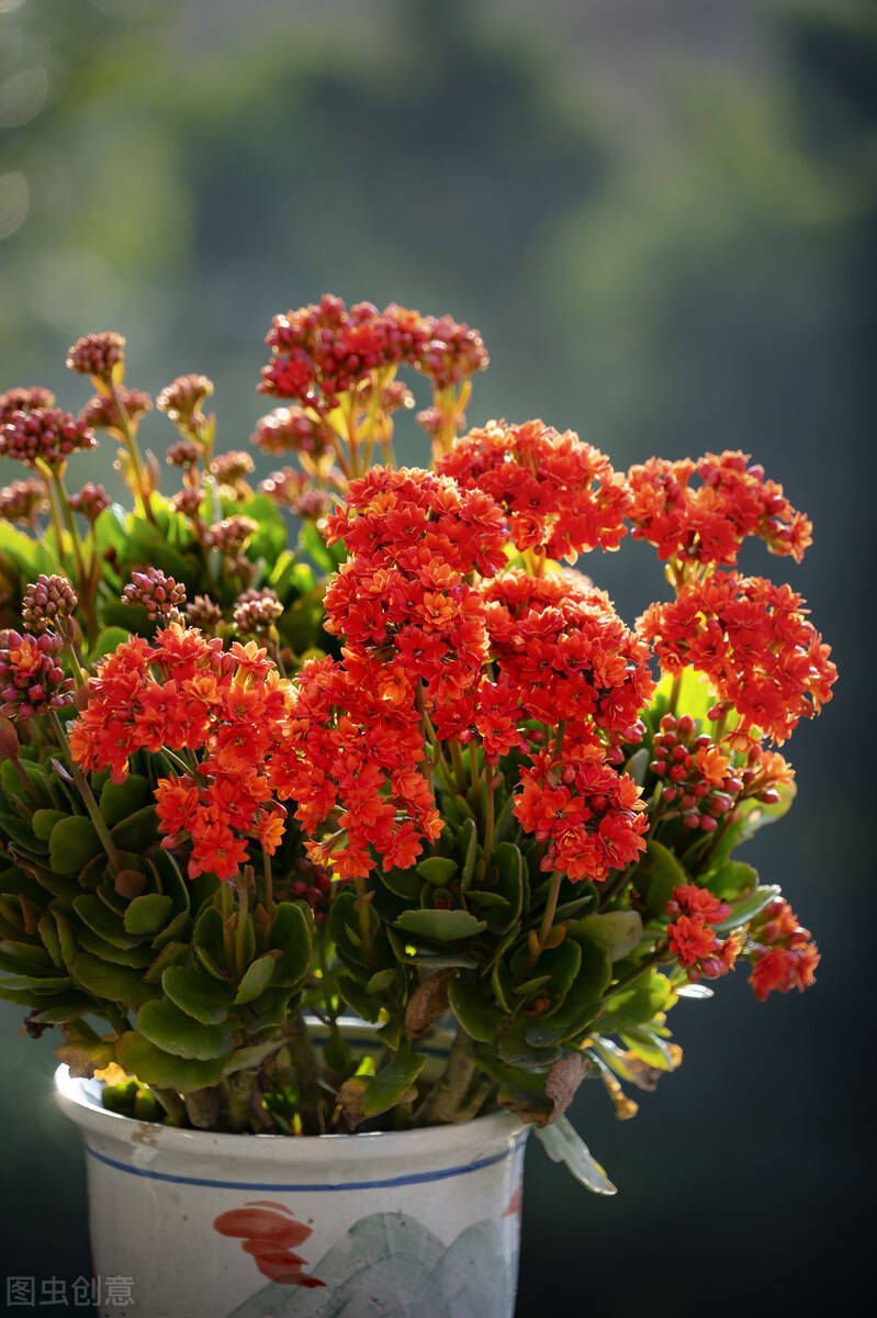 4种花冬天也能"复制",成本低至一块钱,快试试吧_玛格丽特