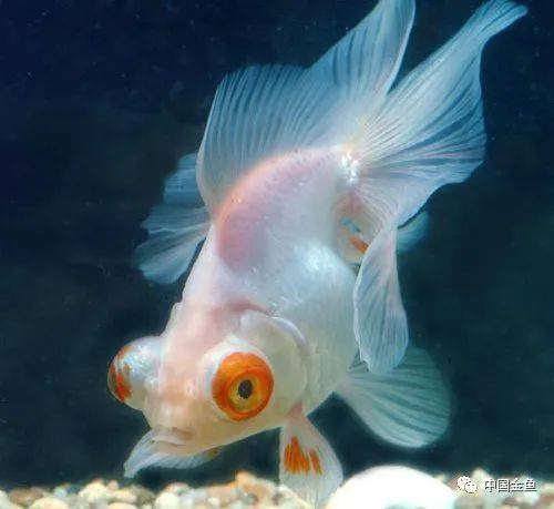 一些特殊的金鱼品种