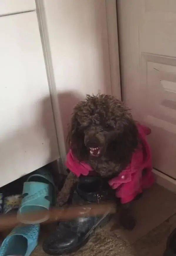 泰迪暴脾气咬了人,抡起棍子打狗,网友:打得好,打得妙!