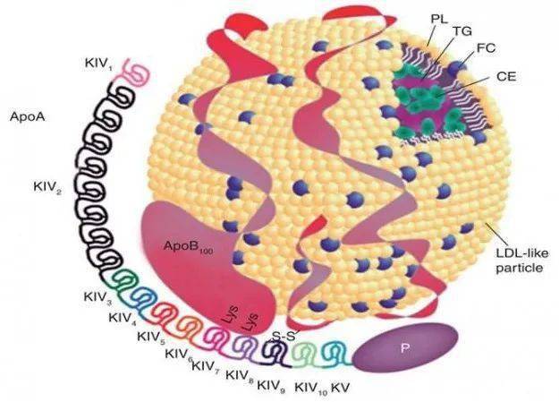 實質上與ldl沒啥關係);蛋白質部分則位於外周,由兩種載脂蛋白[apo(a)