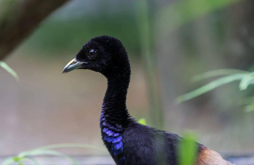 豆知识:喇叭鸟一共三种,灰翅喇叭鸟,绿翅喇叭鸟,白翅喇叭鸟,三种喇叭