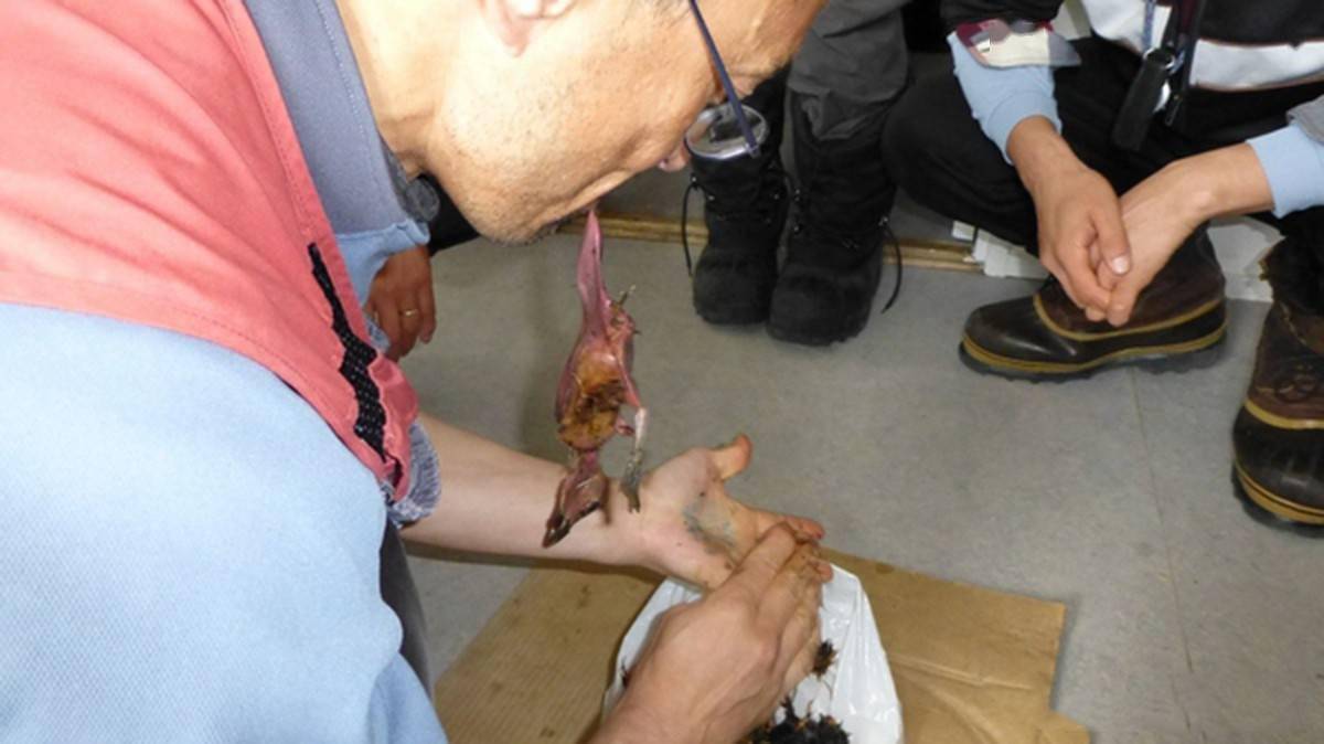 因纽特人有种奇怪美食:海燕放海豹肚腌制,3年后取出生吃,真香