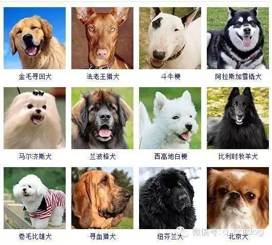 
178种狗狗 你认识几多？“开云”(图3)