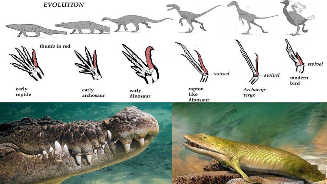 爬行动物进化史图片
