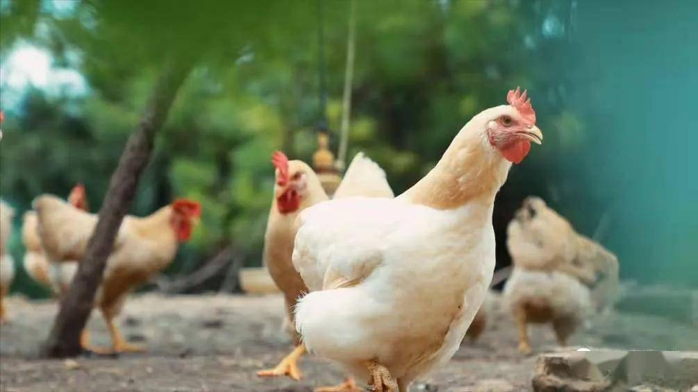 宁都黄鸡原名"宁都三黄鸡",是中国名优土鸡,江西省宝贵的地方优质鸡