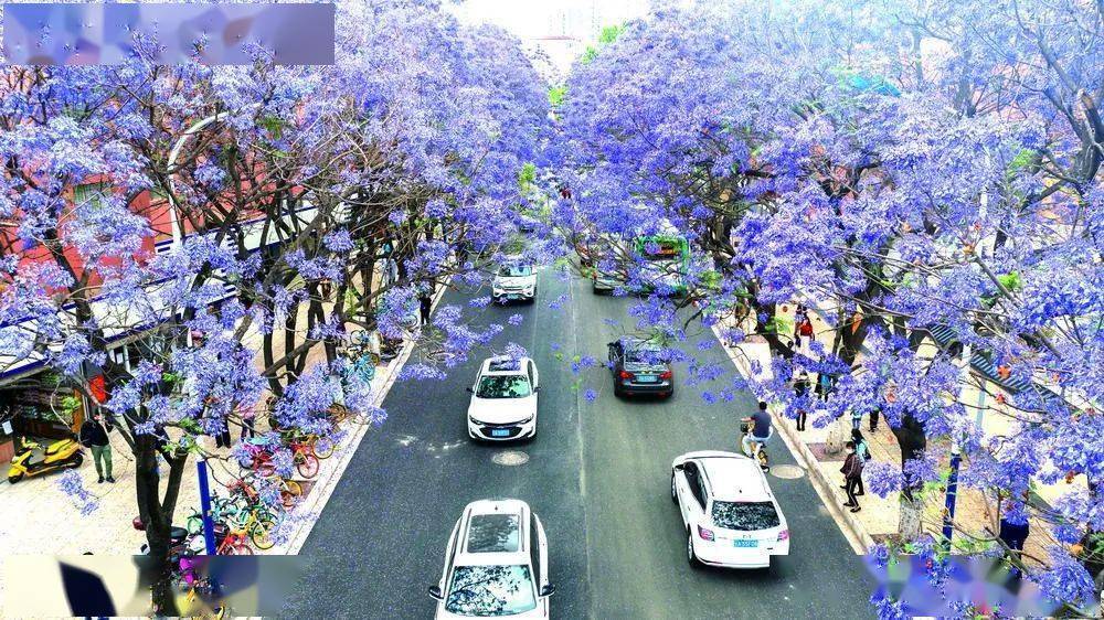 昆明以春打底,以花为媒!"世界春城花都"呼之欲出