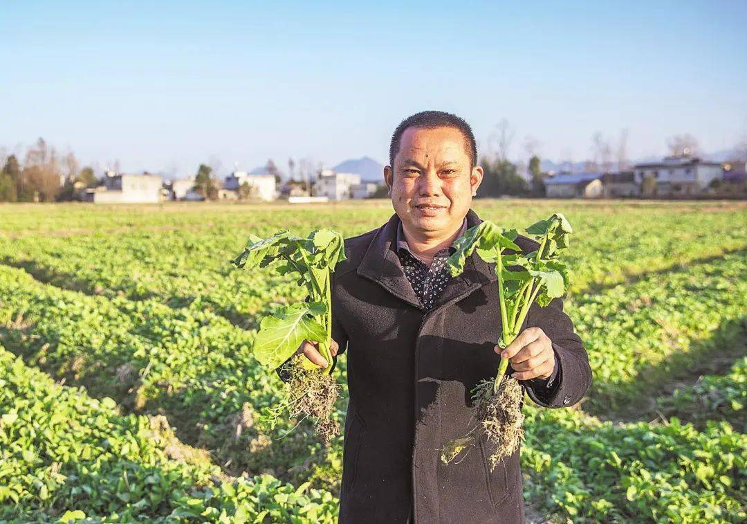 湖北日报吴正刚打造香米品牌为农业现代化出力