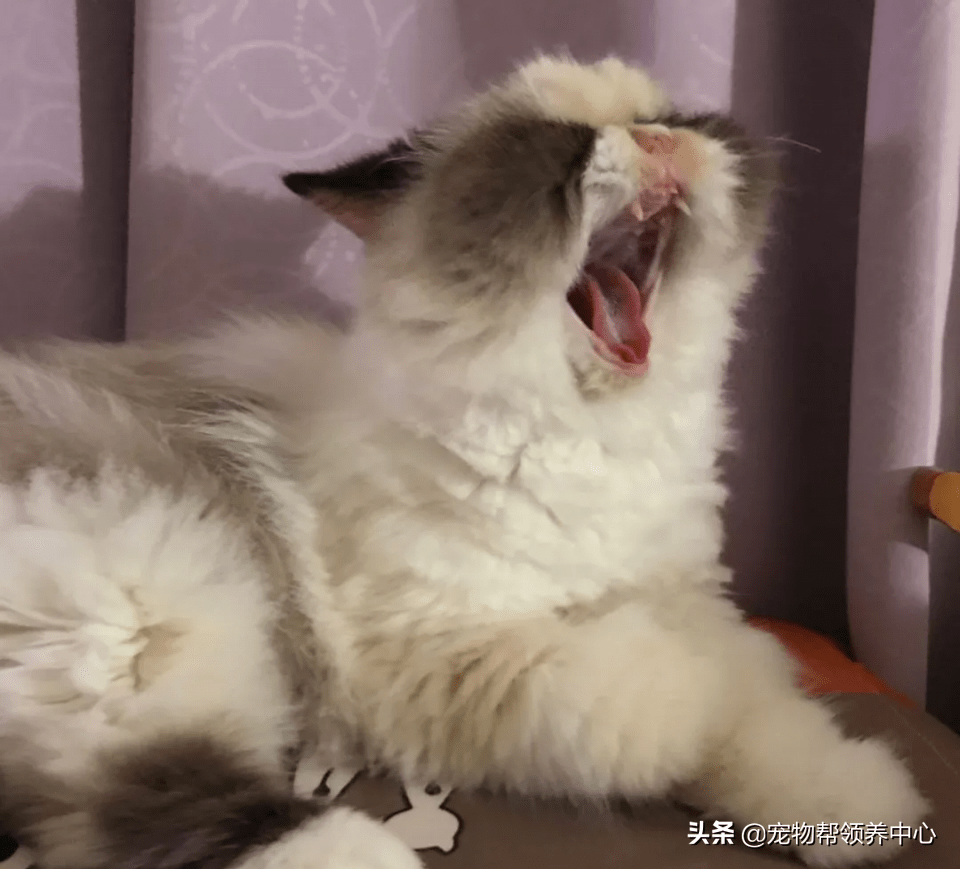 怎么看猫咪身体状况 ff9ec79488e440049918a9b9c51787bc.png