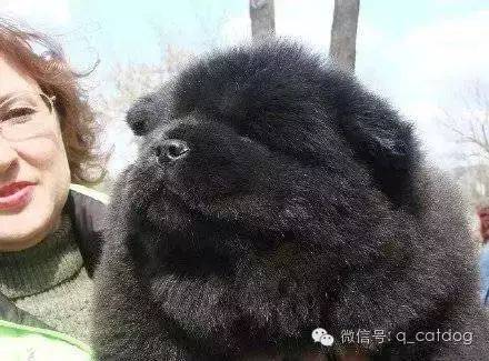 長個熊樣，對得起你爸媽嗎？ 萌趣萌寵 第18张