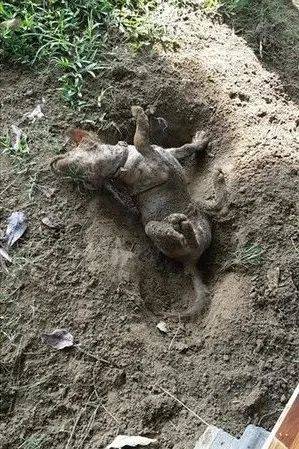 大金毛滿臉鮮血躺路邊喘息...可下一秒，網友集體爆笑：還我眼淚！ 萌趣萌寵 第10张