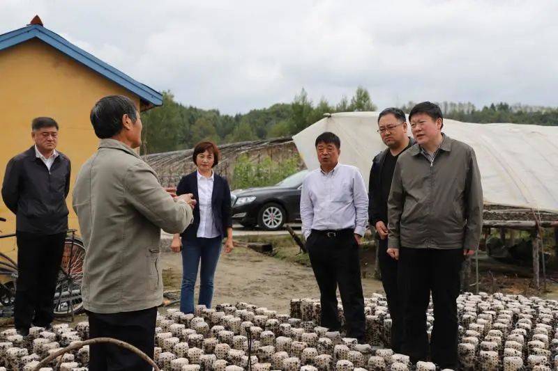 近年来,蛟河市政府主动帮助菌农研究市场,开发市场,使黄松甸黑木耳越