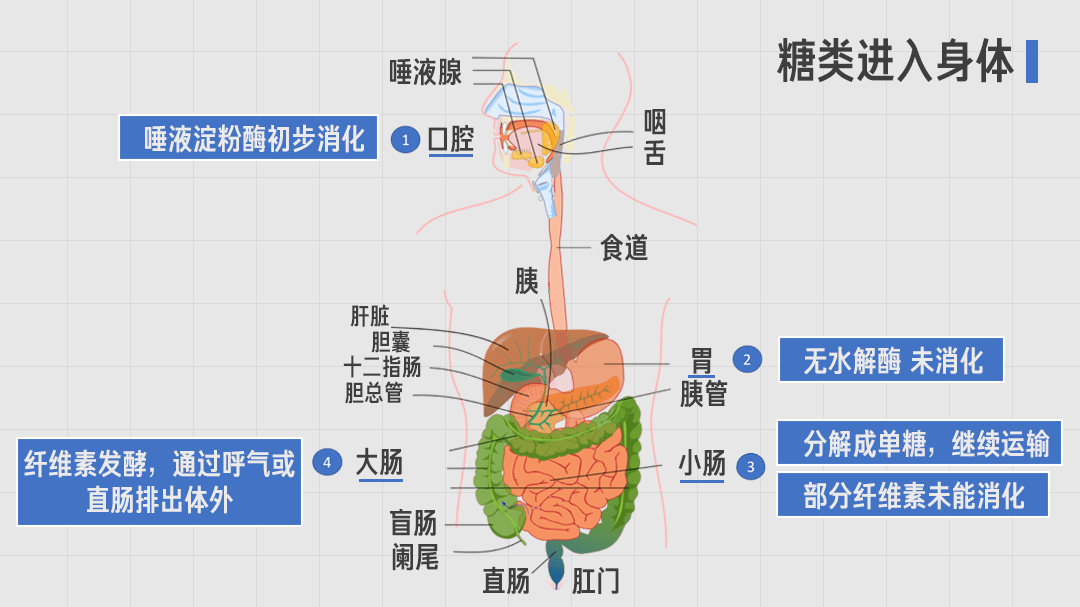 糖类的消化过程示意图图片