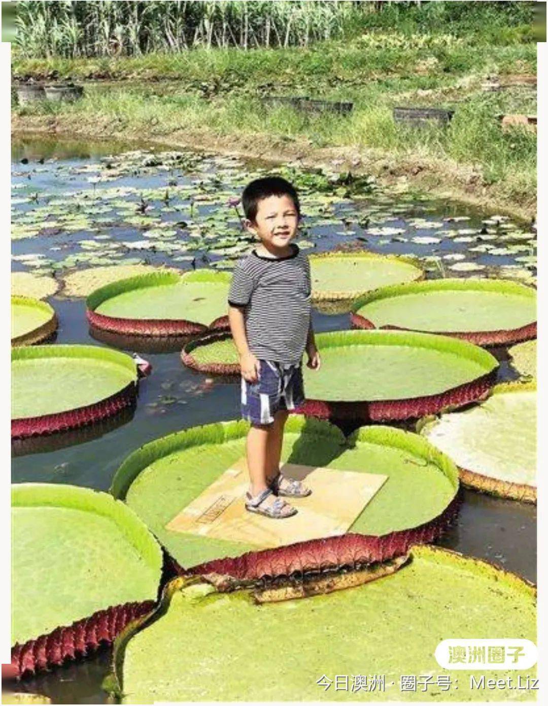 树叶飘在水面上 6a62c7b483d9439982fd153577ecdc5e.jpeg