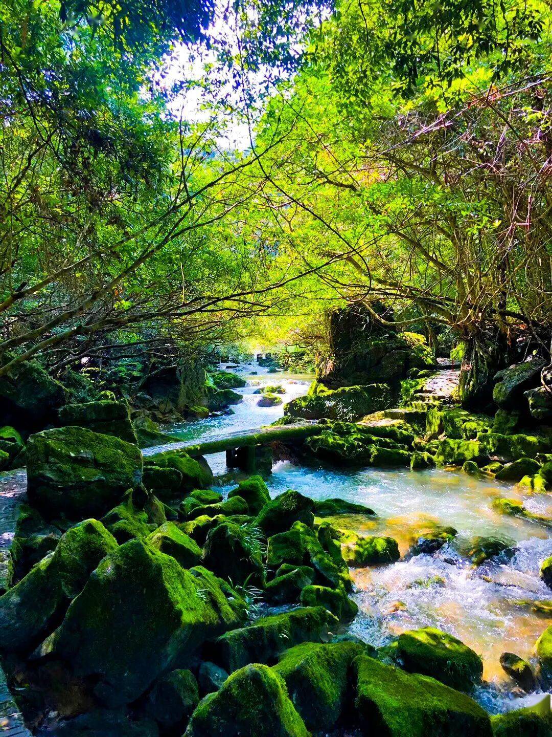 点赞|贵州茂兰保护区获批成为全国自然教育基地