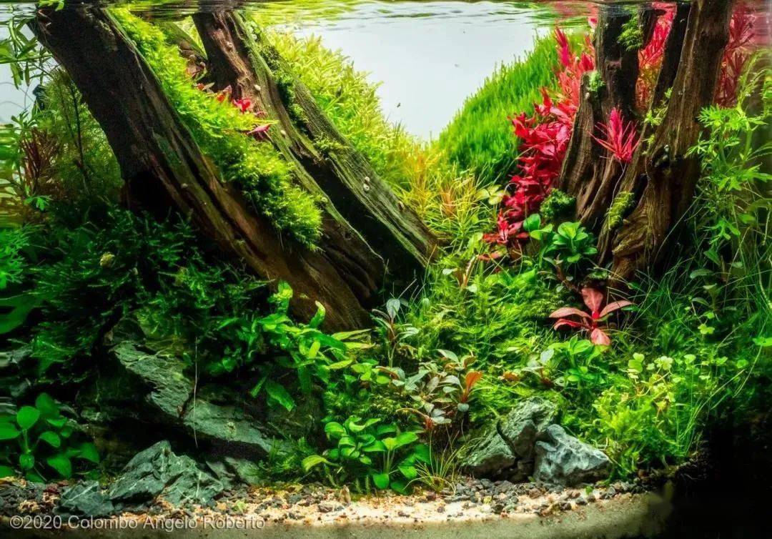 养眼学习震撼了aga2020国际水草造景大赛作品欣赏