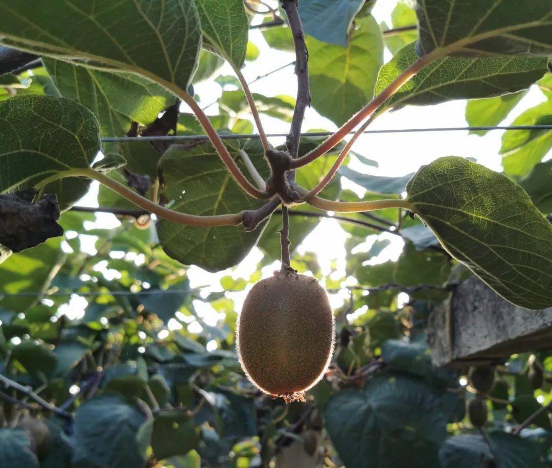 产地食材 ▎即食徐香猕猴桃,酸甜爽口,细腻爽滑_种植