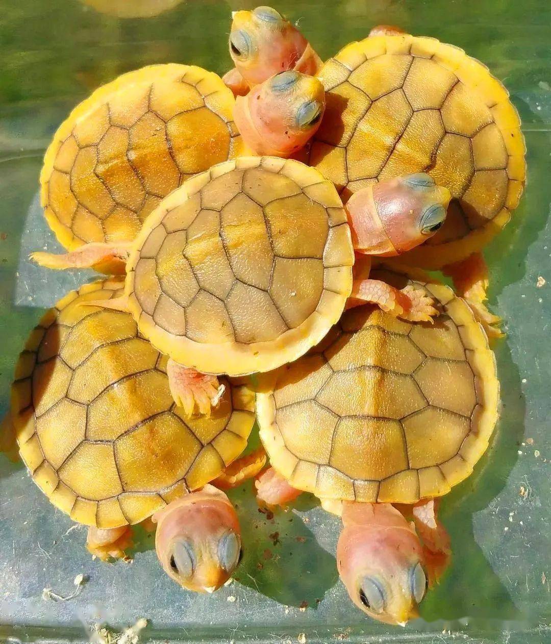 巴西变异果冻龟苗最新交易价格