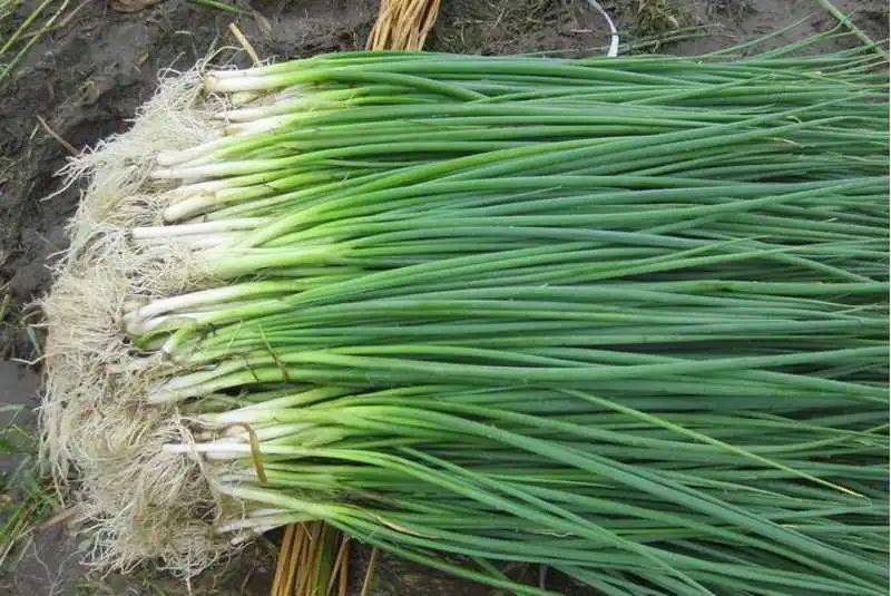 香葱一擦就"掉色",是被染色了?真相没那么简单!