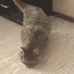 1bb5cc1fd87e4b5e9cbccc3768f28669.gif