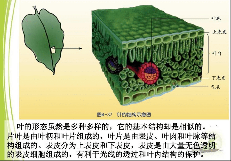 叶绿体内部结构图图片