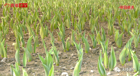 圣莲花开四季花海赏花出游请做好个人防护