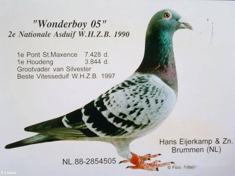 荷兰顶级种鸽图片图片